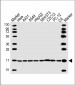 Histone H3 Antibody